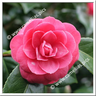 Camellia Japonica 'Duc de Bretagne'