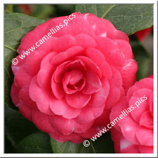 Camellia Japonica 'Duc de Bretagne'