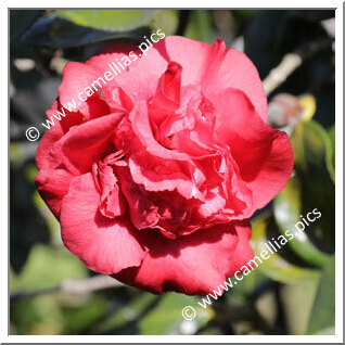 Camellia Japonica 'Duc d'Ursel'