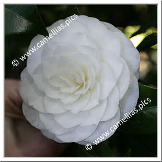 Camellia Japonica 'Duchessa di Montpensier'