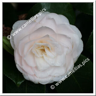 Camellia Japonica 'Duchesse de Brabant'