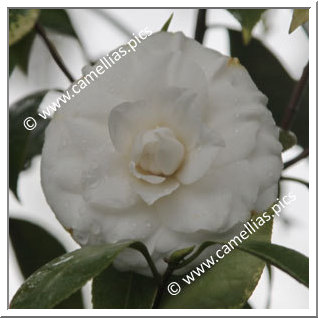 Camellia Japonica 'Duchesse de Berry'
