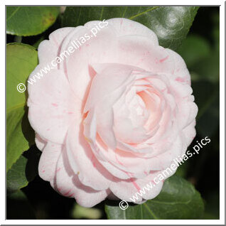 Camellia Japonica 'Duchesse de Nassau'