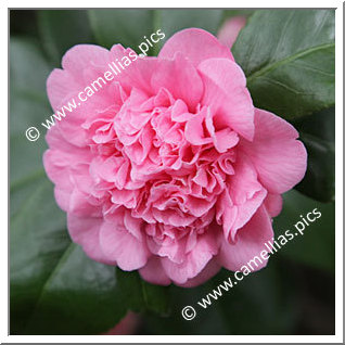 Camellia Japonica 'Duchesse de Rohan'