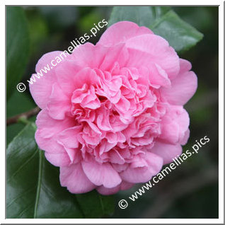 Camellia Japonica 'Duchesse de Rohan'