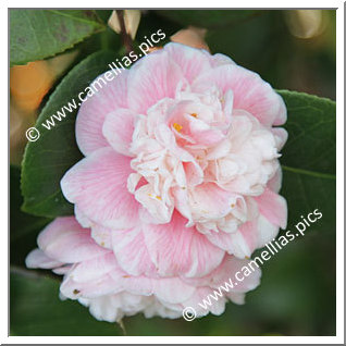 Camellia Japonica 'Duchesse Decazes'