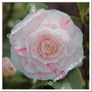 Camellia Japonica 'Duchesse d'Orléans'