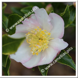 Camellia Sasanqua 'Duffy Allan'