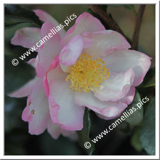 Camellia Sasanqua 'Duffy Allan'