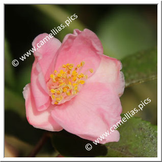 Camellia Hybrid 'Duftglöckchen'