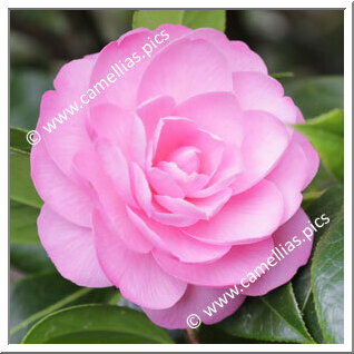 Camellia Hybride C.x williamsii 'E.G. Waterhouse'