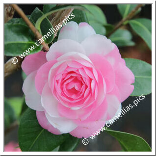 Camellia Hybrid C.x williamsii 'E.G. Waterhouse Variegated'