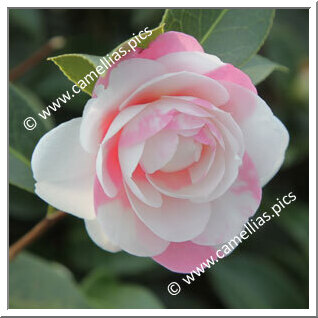 Camellia Hybride C.x williamsii 'E.G. Waterhouse Variegated'