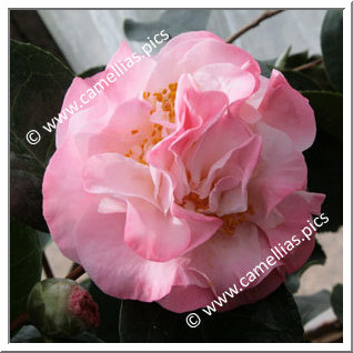 Camellia Japonica 'Dawn's Early Light'