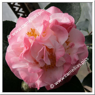 Camellia Japonica 'Dawn's Early Light'