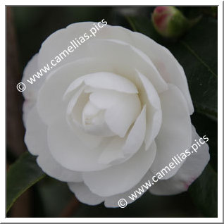 Camellia Sasanqua 'Early Pearly'