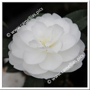Camellia Sasanqua 'Early Pearly'