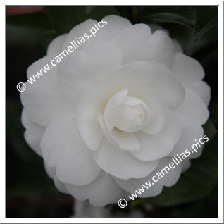 Camellia Sasanqua 'Early Pearly'