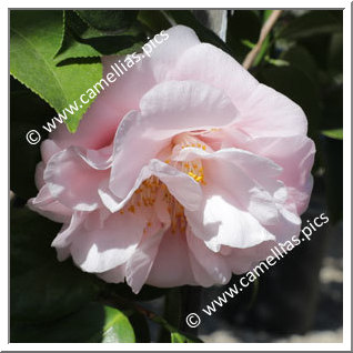 Camellia Japonica 'Easter Morn'