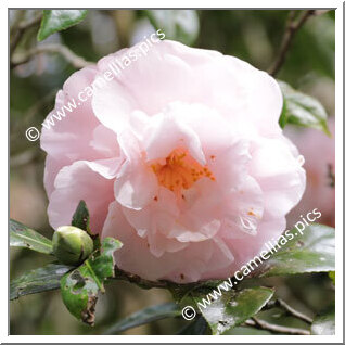 Camellia Japonica 'Easter Morn'