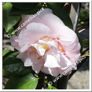 Camellia Japonica 'Easter Morn'