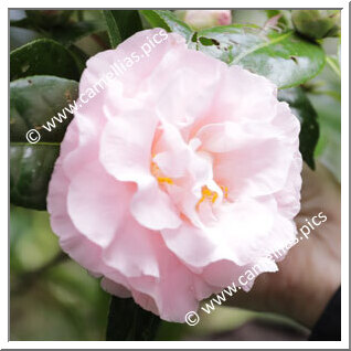 Camellia Japonica 'Easter Morn'