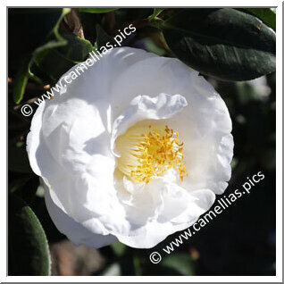 Camellia Japonica 'Ecclefield '