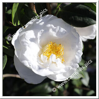 Camellia Japonica 'Ecclefield '