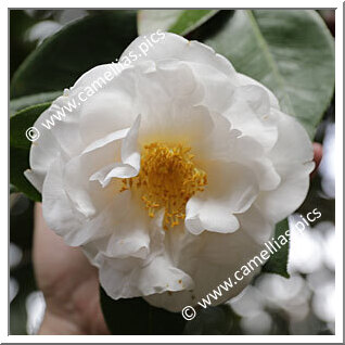 Camellia Japonica 'Ecclefield '