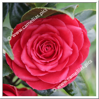 Camellia Japonica 'Ed Combatalade'