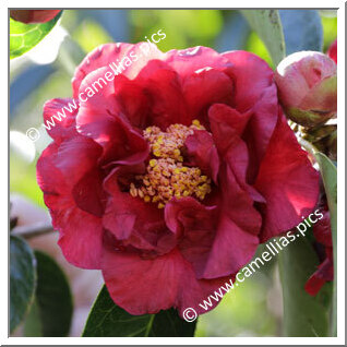 Camellia Reticulata 'Eden Queen'