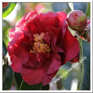 Camellia Reticulata 'Eden Queen'