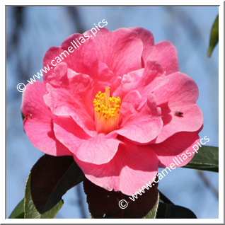 Camellia Reticulata 'Eden Roc'