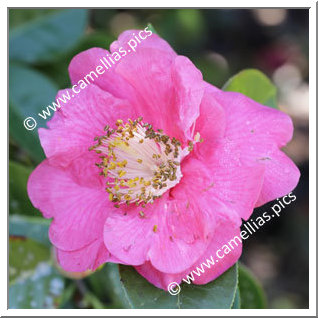 Camellia Reticulata 'Eden Roc'