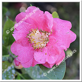 Camellia Reticulata 'Eden Roc'