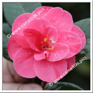 Camellia Japonica 'Edit de Nantes'