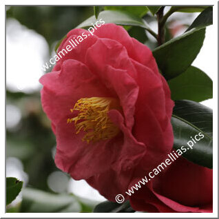 Camellia Japonica 'Edith Linton'