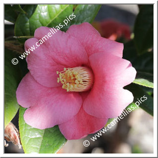 Camellia Botanique 'C. edithae'