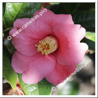 Camellia Botanique 'C. edithae'