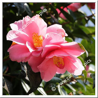 Camellia Sasanqua 'Egao'