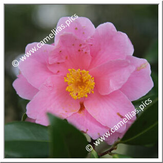 Camellia Sasanqua 'Egao'