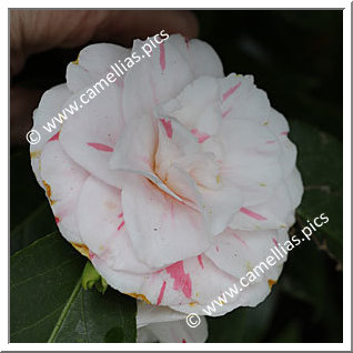 Camellia Japonica 'Egas Moniz'