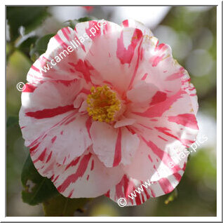 Camellia Japonica 'Ehigasa'