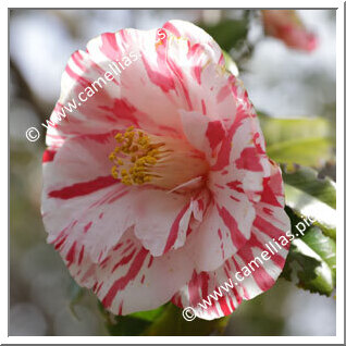 Camellia Japonica 'Ehigasa'