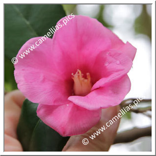 Camellia Wabisuke 'Eishôji-wabisuke'