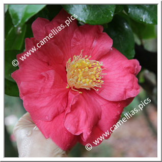 Camellia Japonica 'El Matador'