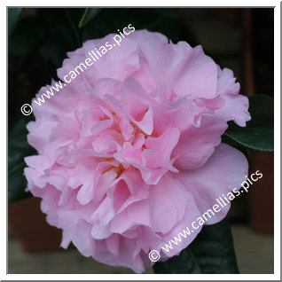 Camellia Hybrid 'El Dorado'