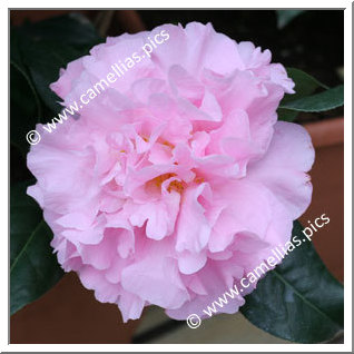 Camellia Hybrid 'El Dorado'