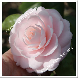 Camellia Japonica 'Eleanor Hagood'