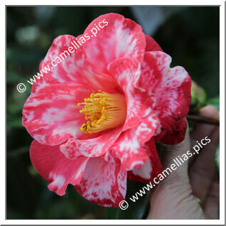 Camellia Japonica 'Eleanor Martin Supreme'